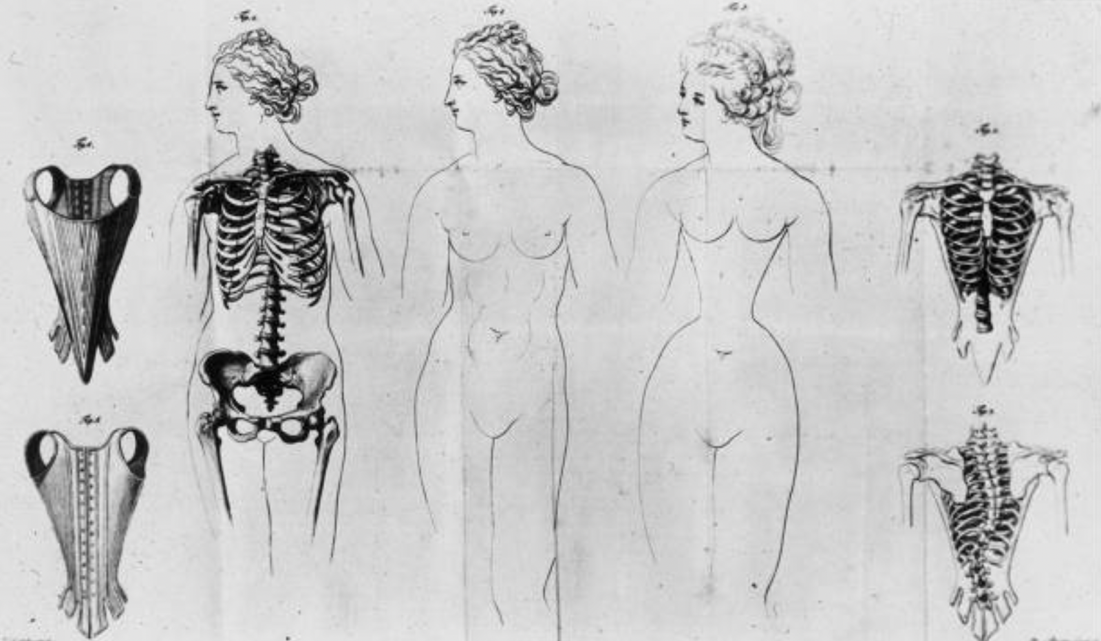 corset ribcage comparison